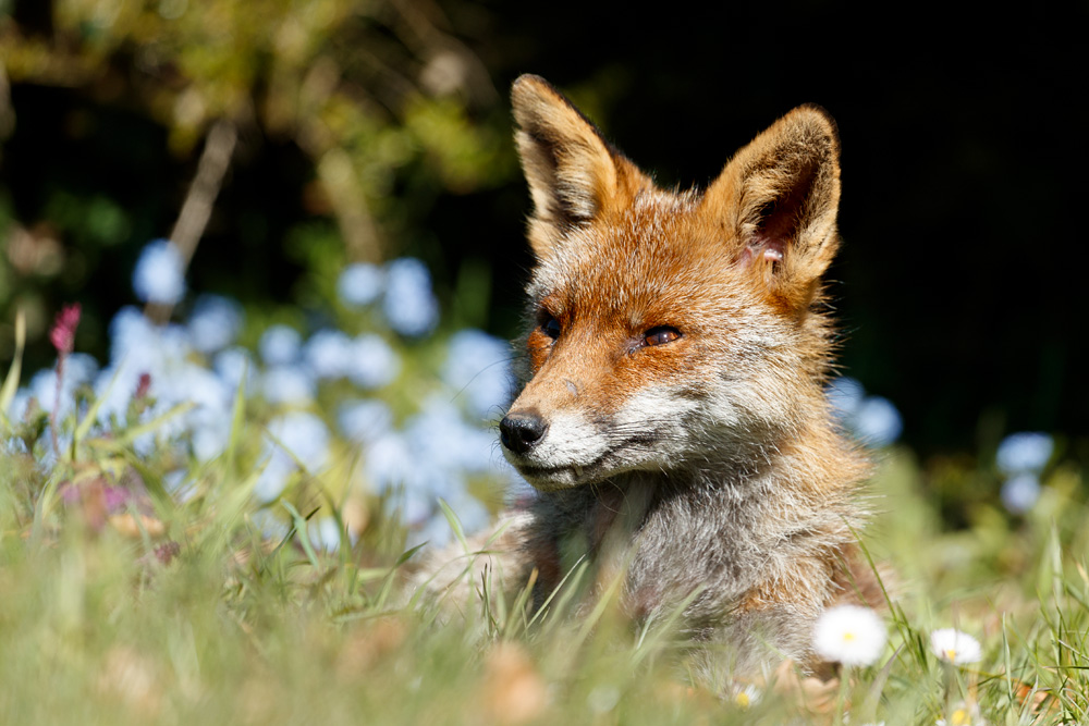 1704211704217415.jpg - Wolfy on a sunny morning