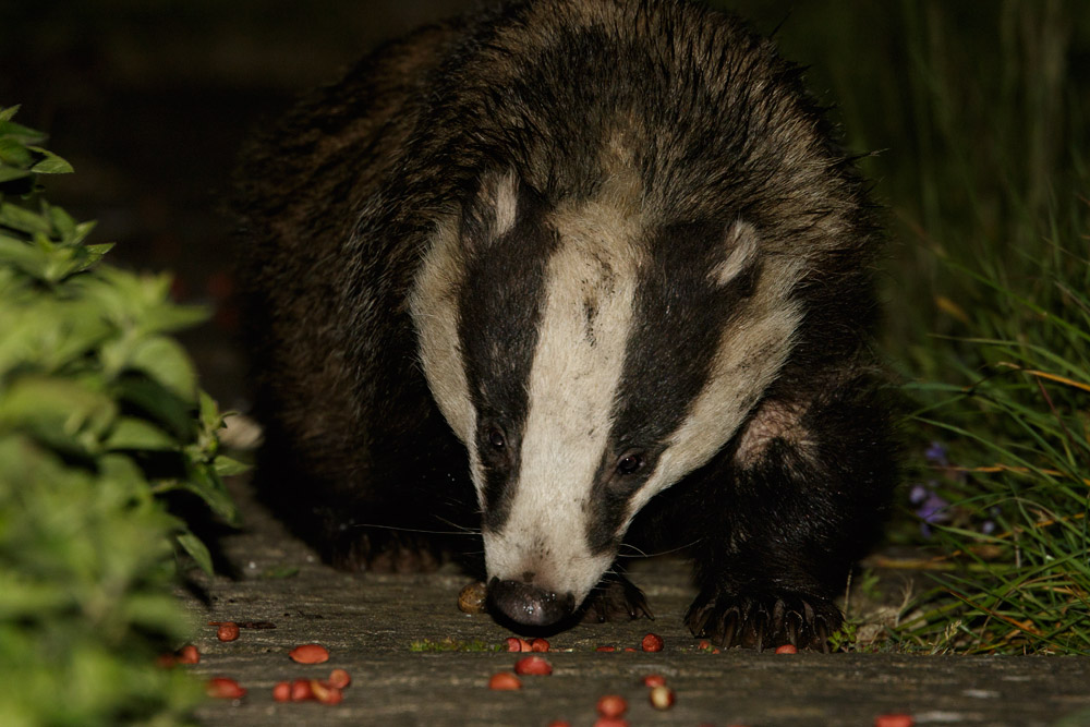 1705150405150665.jpg - Badger and peanuts