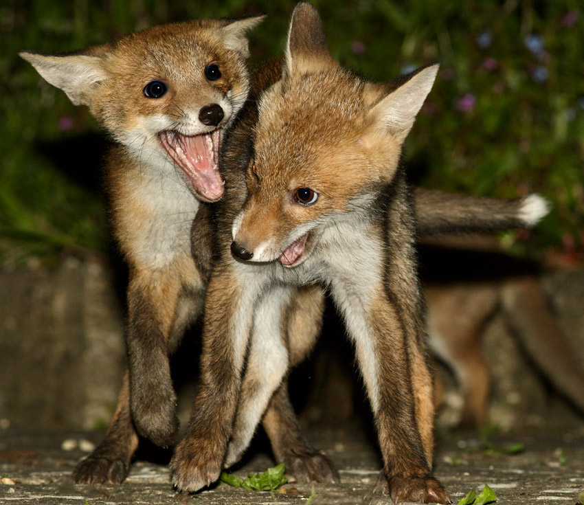 1705171605173495.jpg - Fox cub at about 10 weeks old