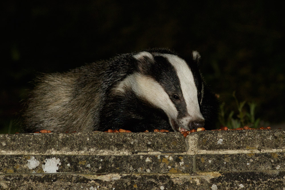 1706151306150012.jpg - Badger and peanuts