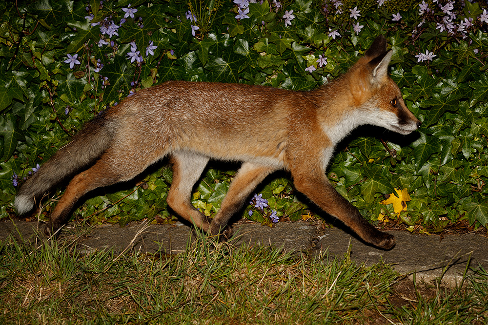 1706191606193310.jpg - Butch in the garden