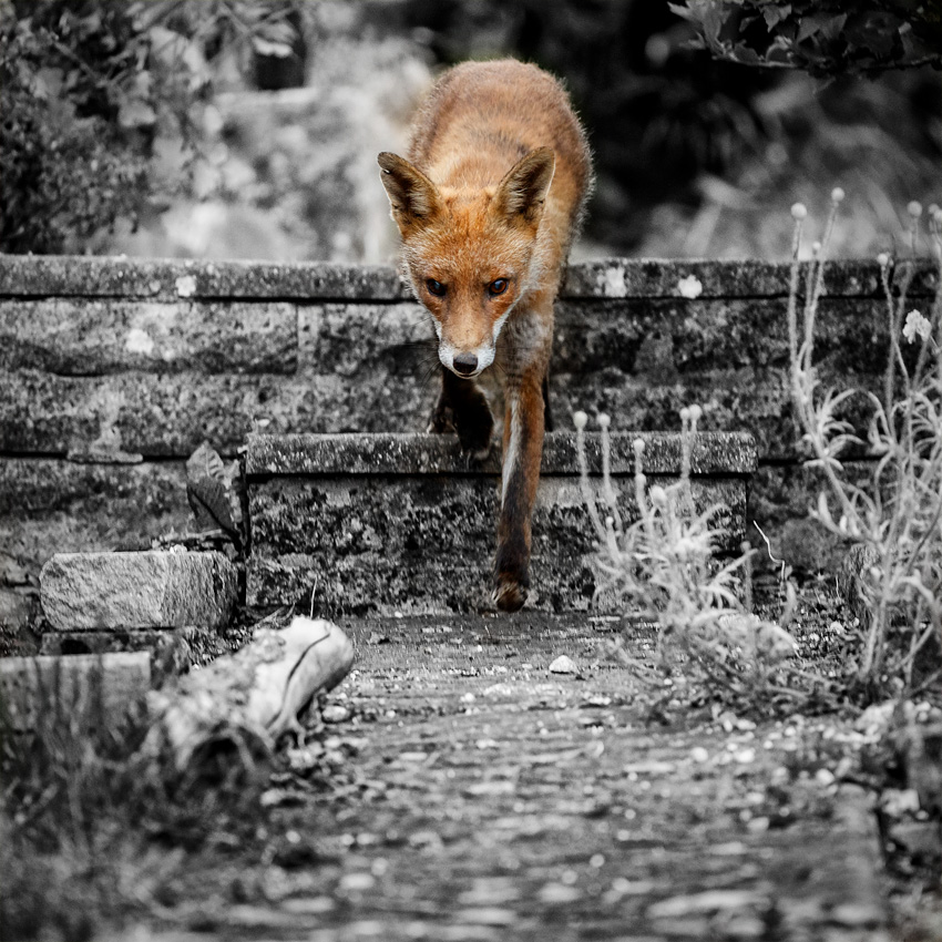 1706201706205906.jpg - Wolfy at dusk
