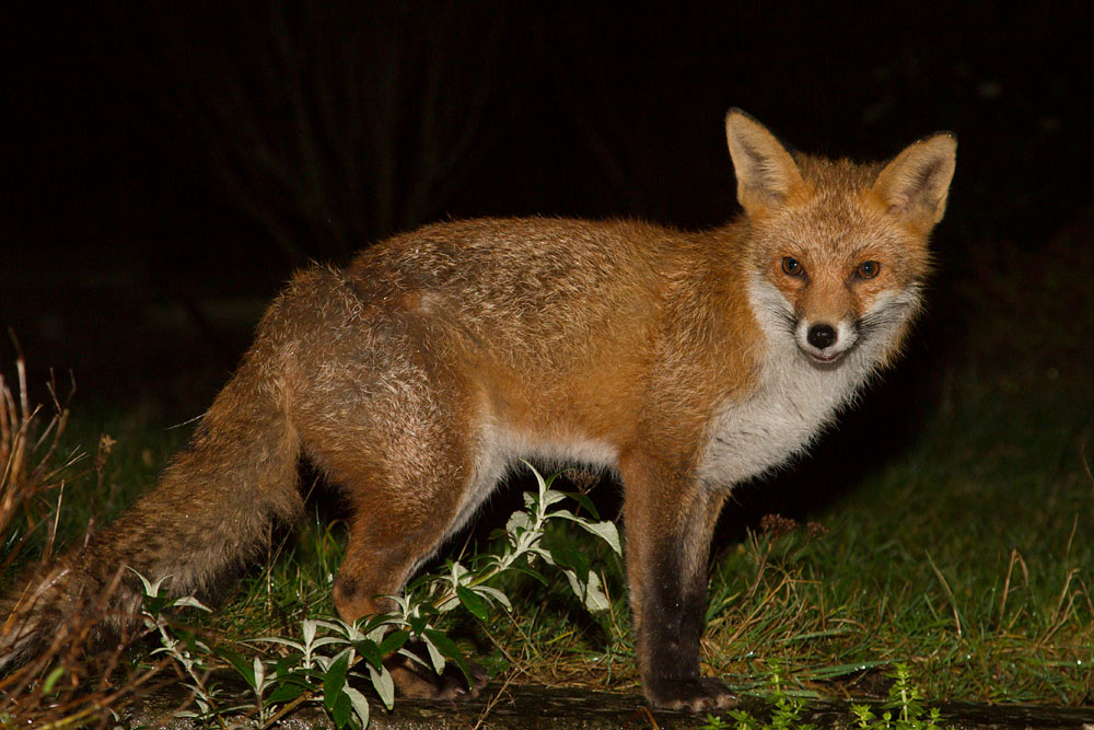 1707141701147542.jpg - Fox (Pretty) in garden