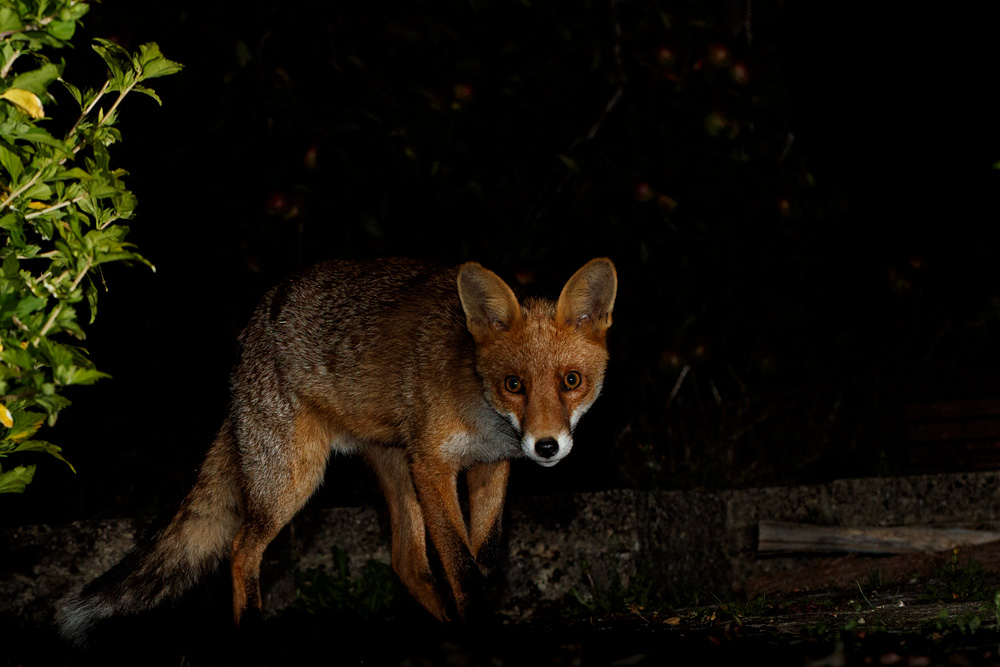 1707201507208158.jpg - Portrait of Longtail