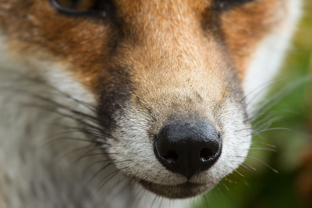 1708141808130221.jpg - Nose of Fox