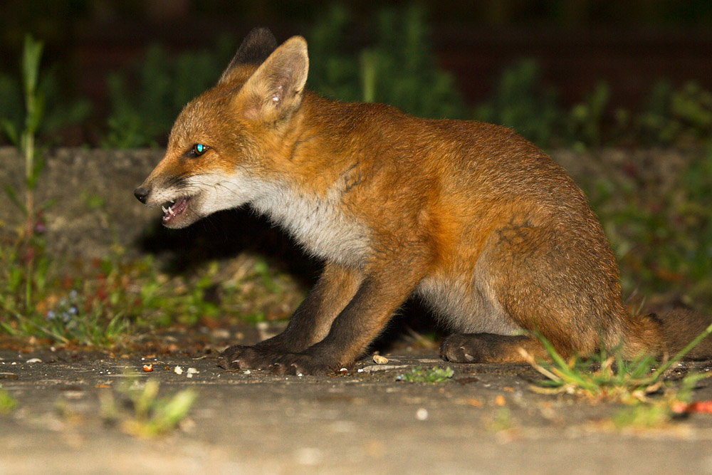 1708150506132359.jpg - Fox cub showing blue eye-shine (common in young foxes)