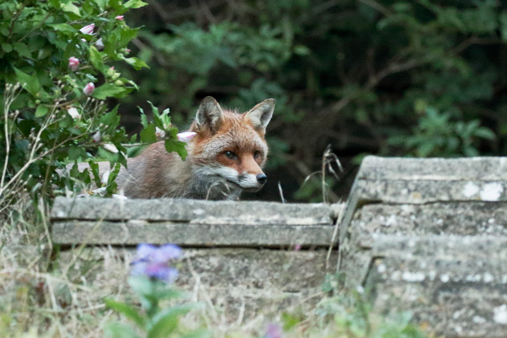 1708161708169064.jpg - Fox in the garden at dusk