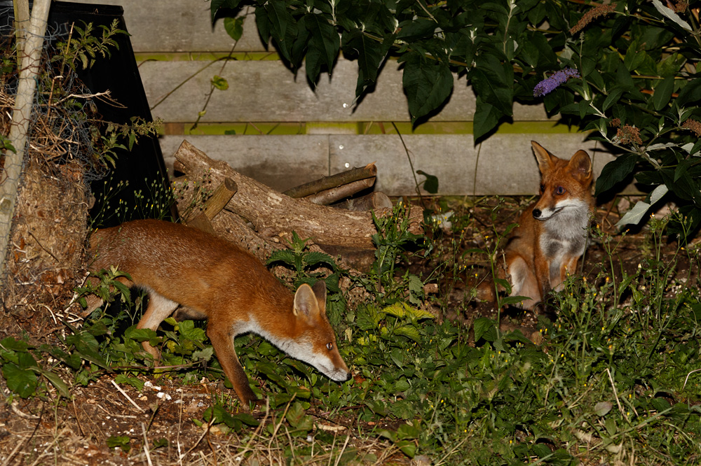 1708191408195632.jpg - Two cubs