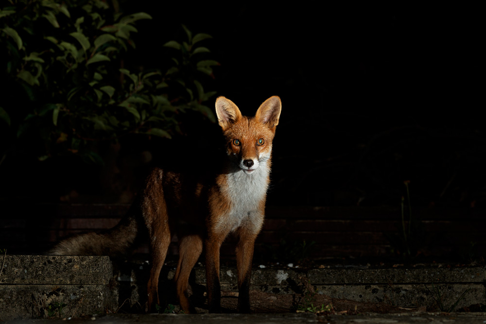 1708201608202345.jpg - Longtail exploring