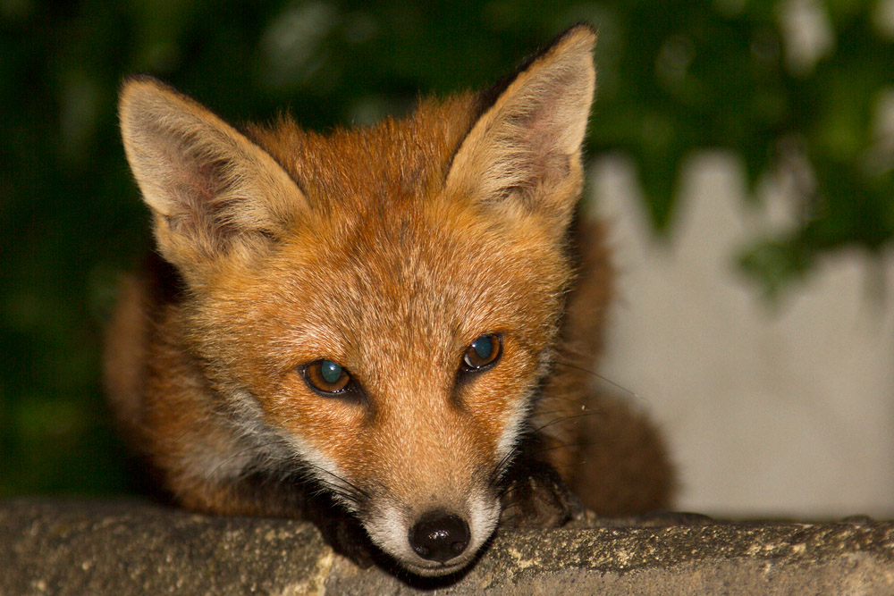 1709151706134981.jpg - Fox cub portait
