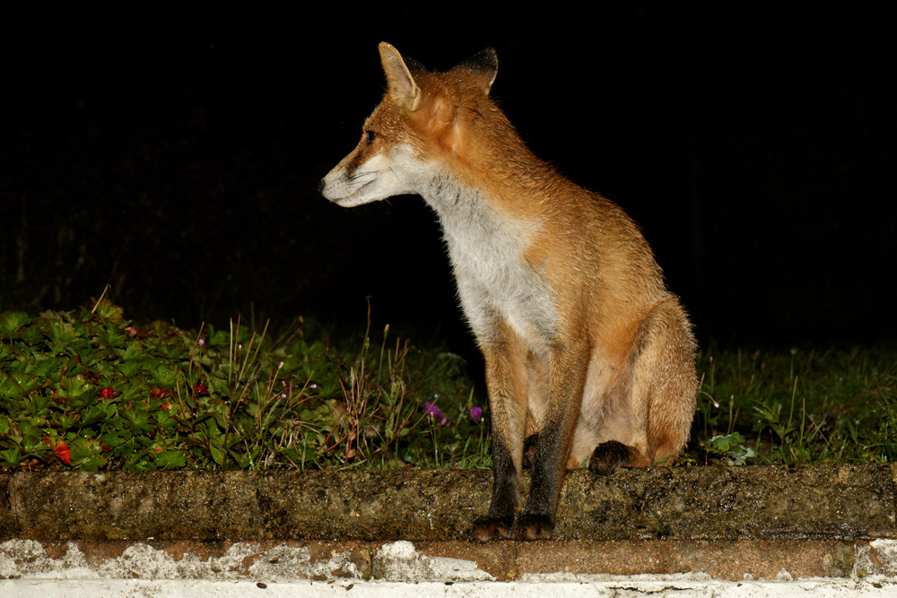 1709171609176334.jpg - Pretty Vixen on a rainy night