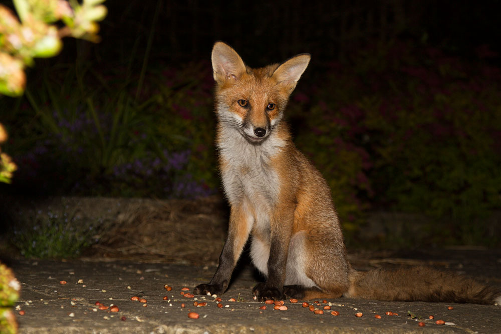 1710142006124908.jpg - Fox cub sitting