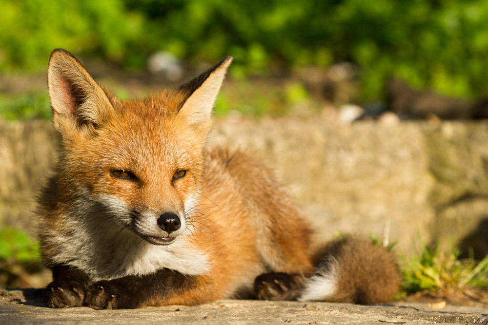 1710152906137333.jpg - Fox cub in sunshine