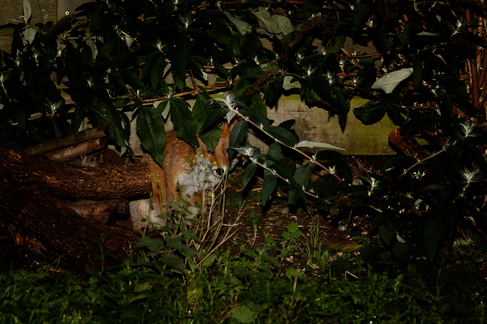 1710191410190667.jpg - Little vixen hiding