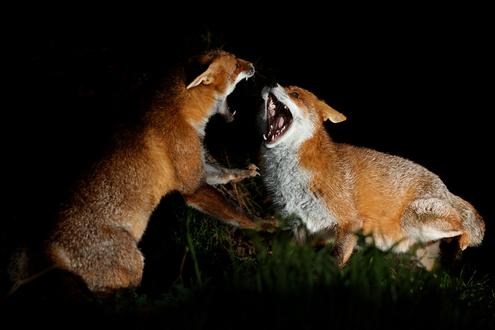 1711211711214849.jpg - Lopa and Stumpy squabbling