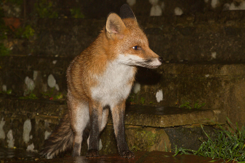 1712131612132800.jpg - Pretty, the young fox, in the garden on a drizzly evening