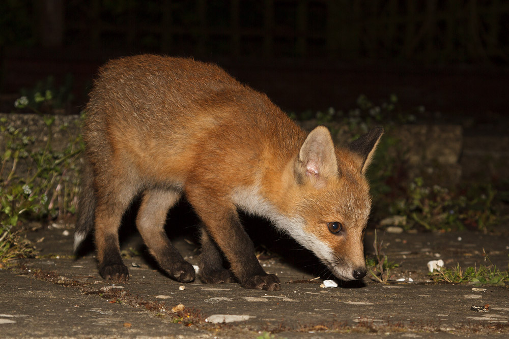 1712161905136907.jpg - Fox cub exploring