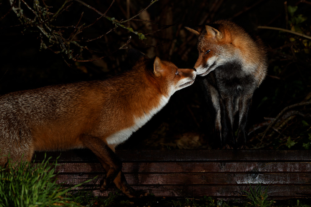 1712201712201646.jpg - Longtail and Wolfy