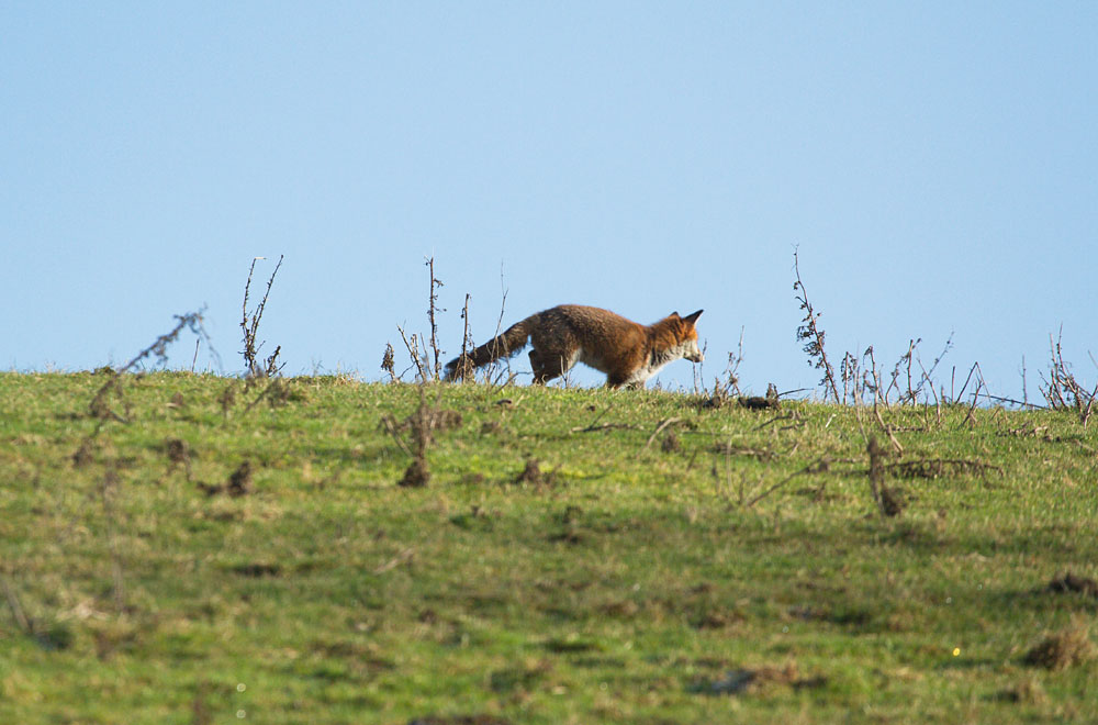 1801131701135306.jpg - Foxes seen in grassland at the edge of the Sussex Downs, near Brighton.