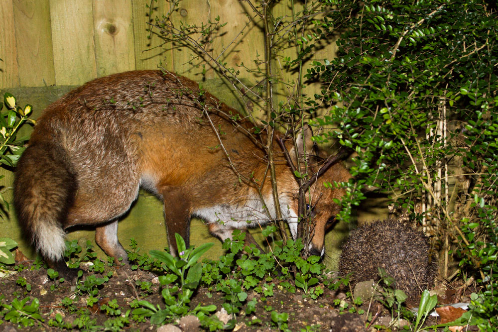 1801150904113448.jpg - Fox and hedgehog