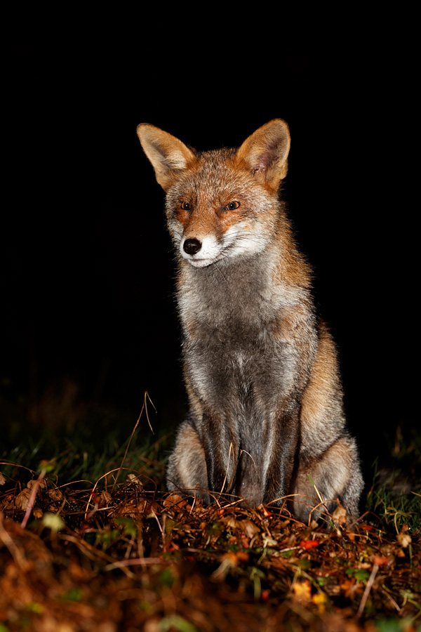 1801191601197663.jpg - Wolfy at night