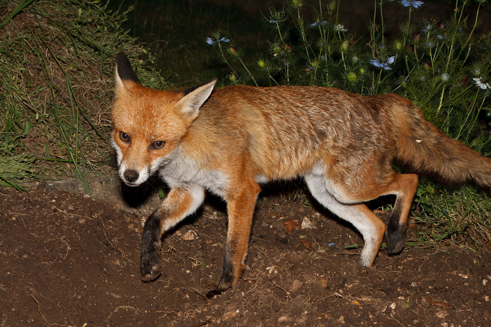 1802130506081779.jpg - Male fox (Vulpes vulpes) in semi-moult condition walking in a garden.