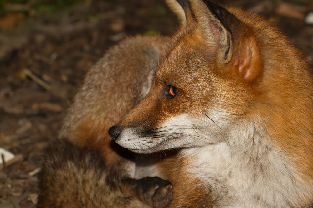 1802152503110478.jpg - Fox close-up