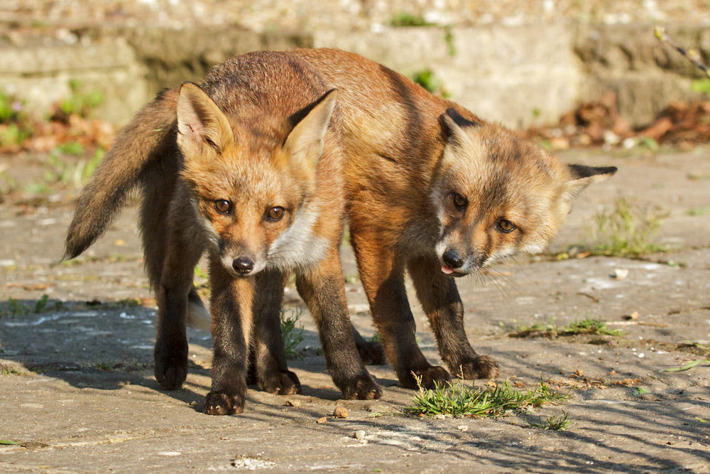1802172705139693.jpg - Two fox cubs