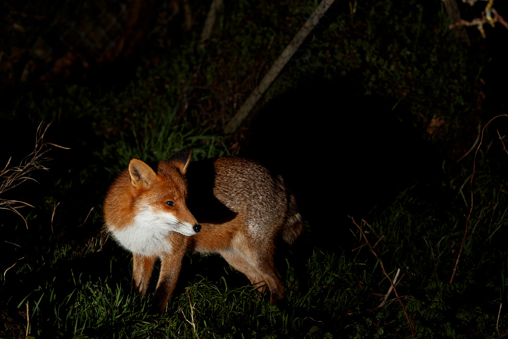 1802211802213656.jpg - Stumpy around the garden