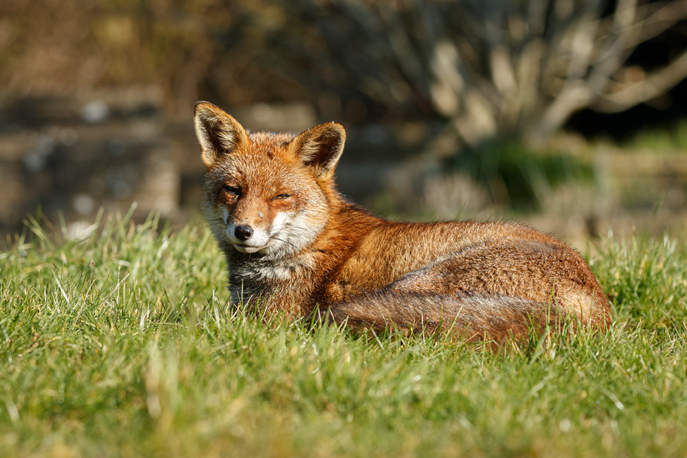 1802231402234528.jpg - Lopa relaxing in the sunshine