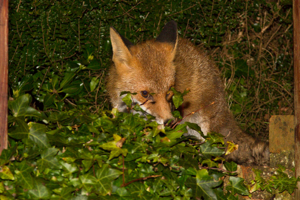 1803140502140142.jpg - Fox in garden