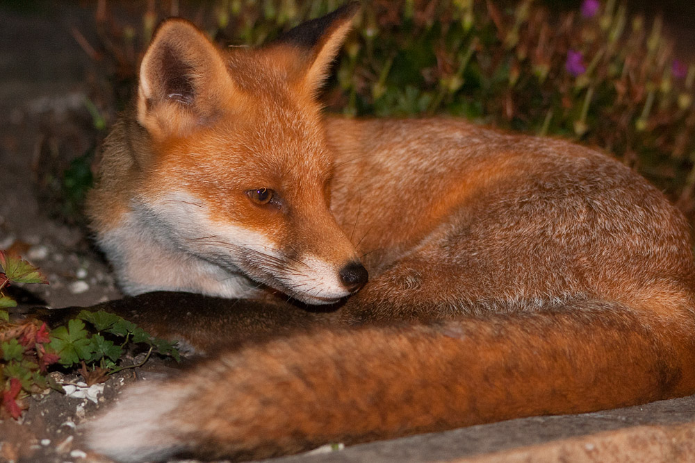 1803162009091250.jpg - Fox in garden