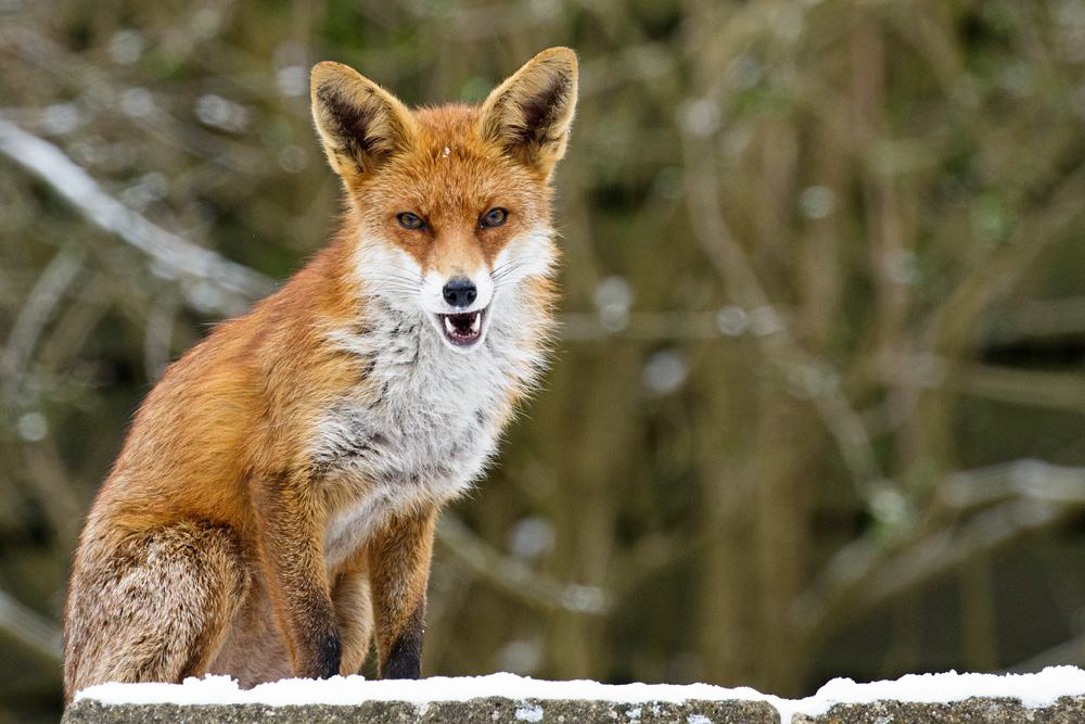 1803181803189640.jpg - Pretty VIxen in the snow