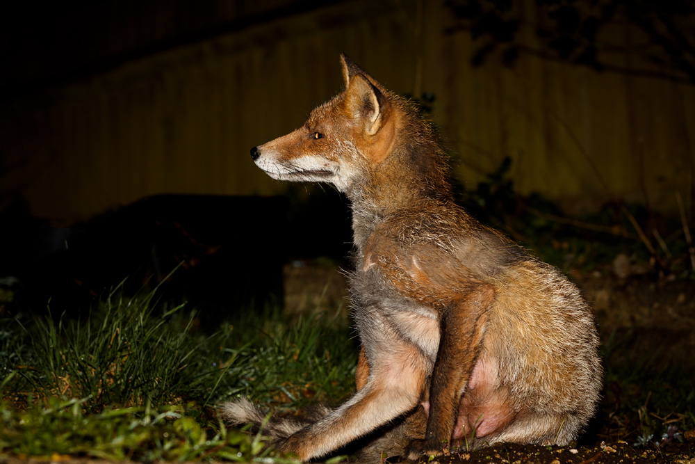 1803191803197831.jpg - Wolfy (vixen) at night