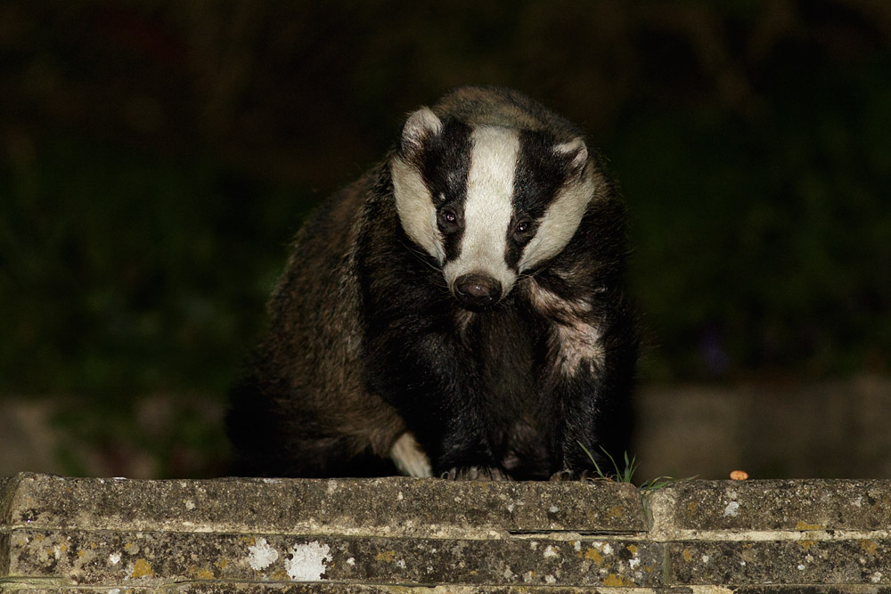 1804151604152792.jpg - Badger in garden
