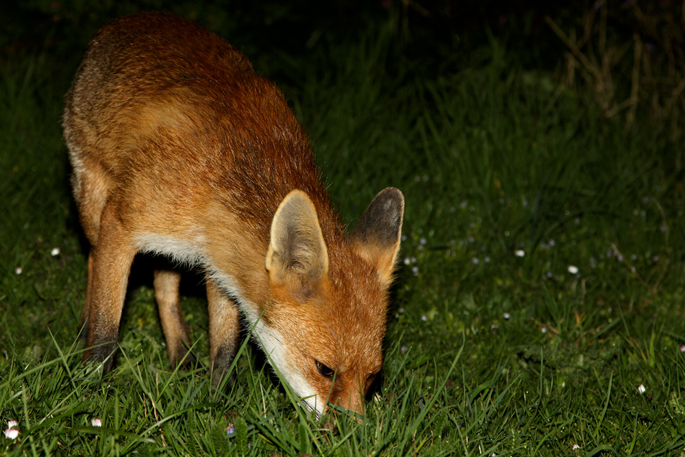 1804181704182043.jpg - Pretty Vixen in the garden