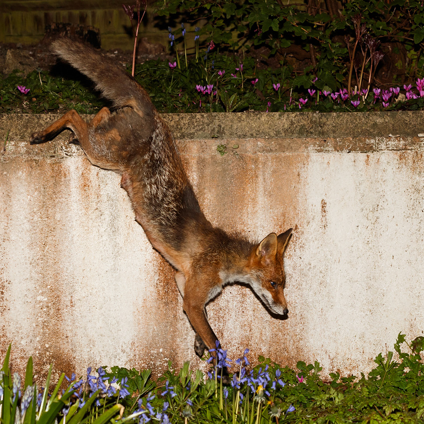 1804191804192751.jpg - Wolfy (vixen) at night