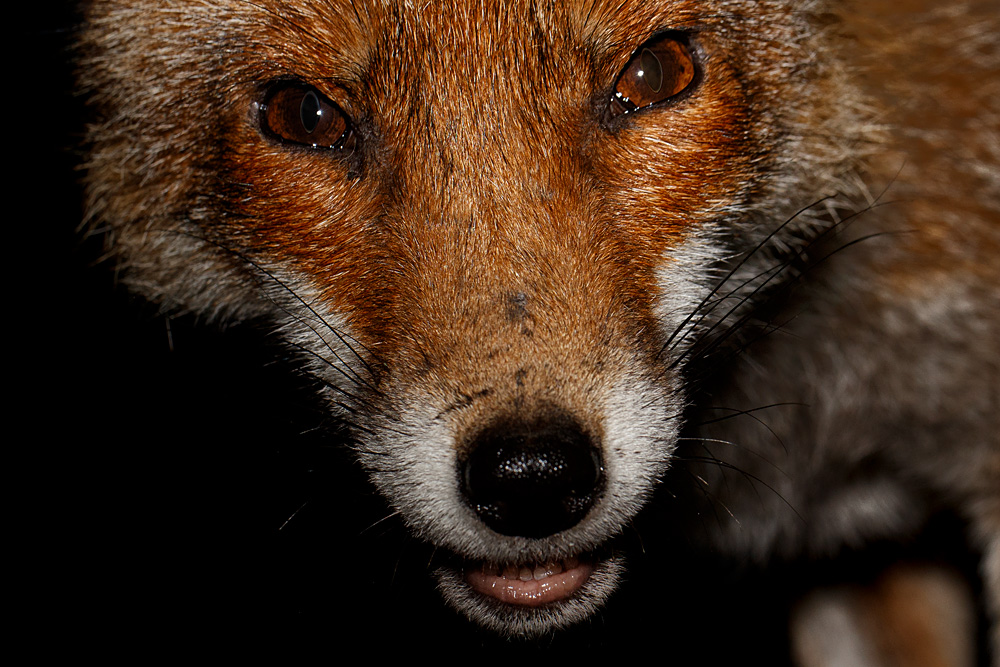 1804201904205575.jpg - Portrait of Wolfy the vixen