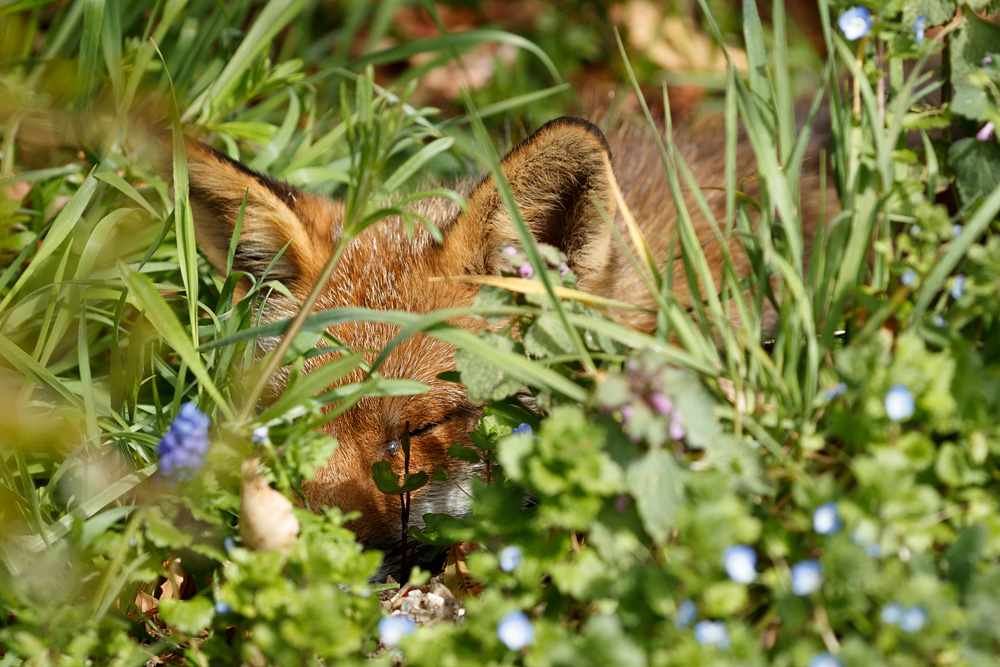 1804211804217441.jpg - Wolfy on a sunny morning