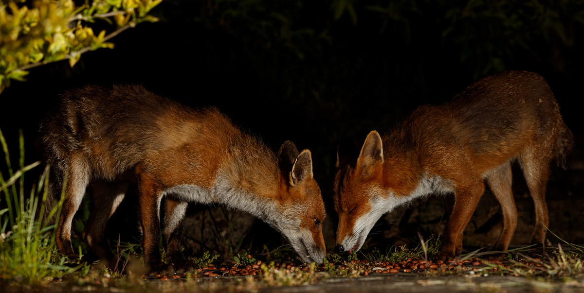 1805201905200353.jpg - Wolfy (left) and Stumpy (right)
