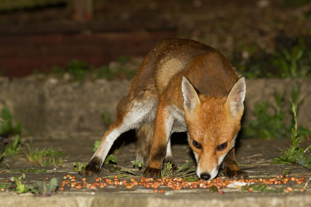 1806141506145344.jpg - Fox (vixen) in garden