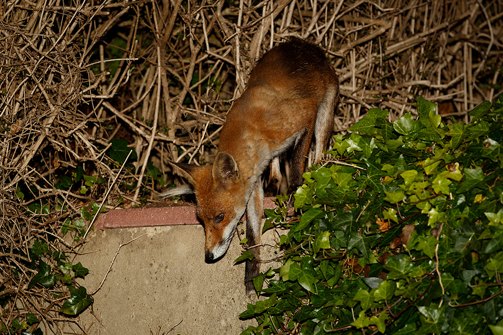1806191806194858.jpg - Wolfy jumping down from wall