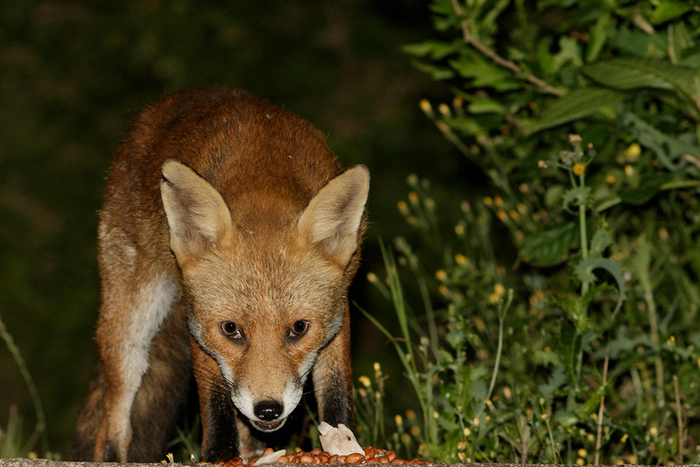 1807161707163661.jpg - Nicked ear vixen in suburban garden