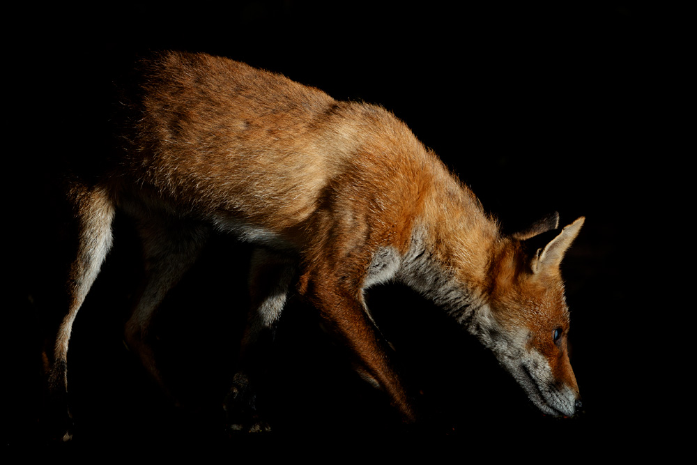 1807201707208724.jpg - Wolfy the vixen