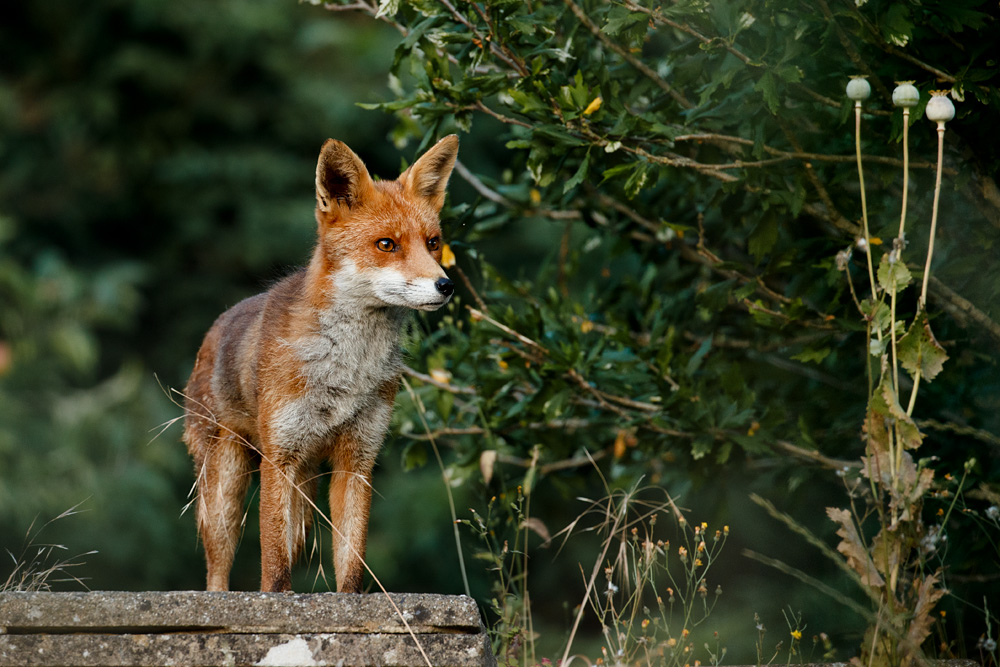 1807221607223270.jpg - Stumpy in the garden