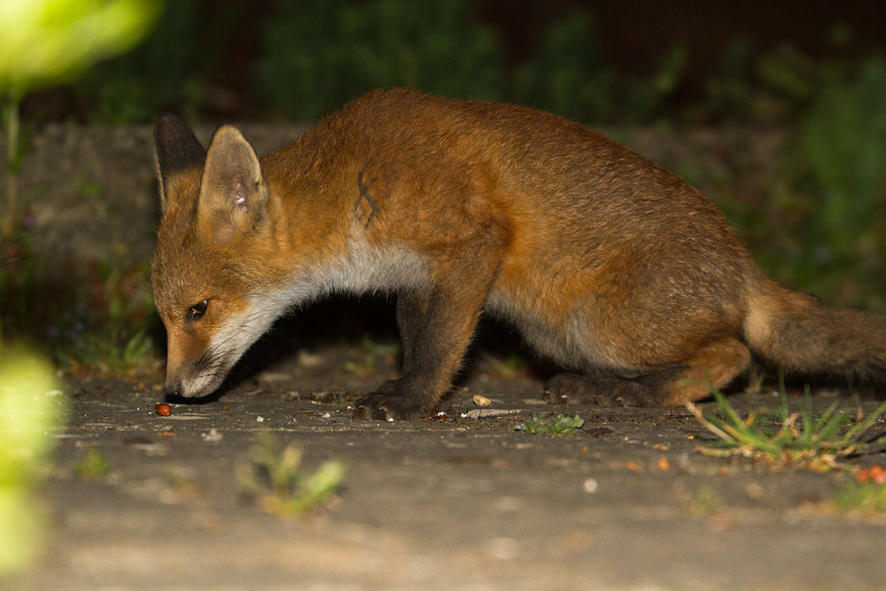 1808150506132357.jpg - Fox cub and peanut