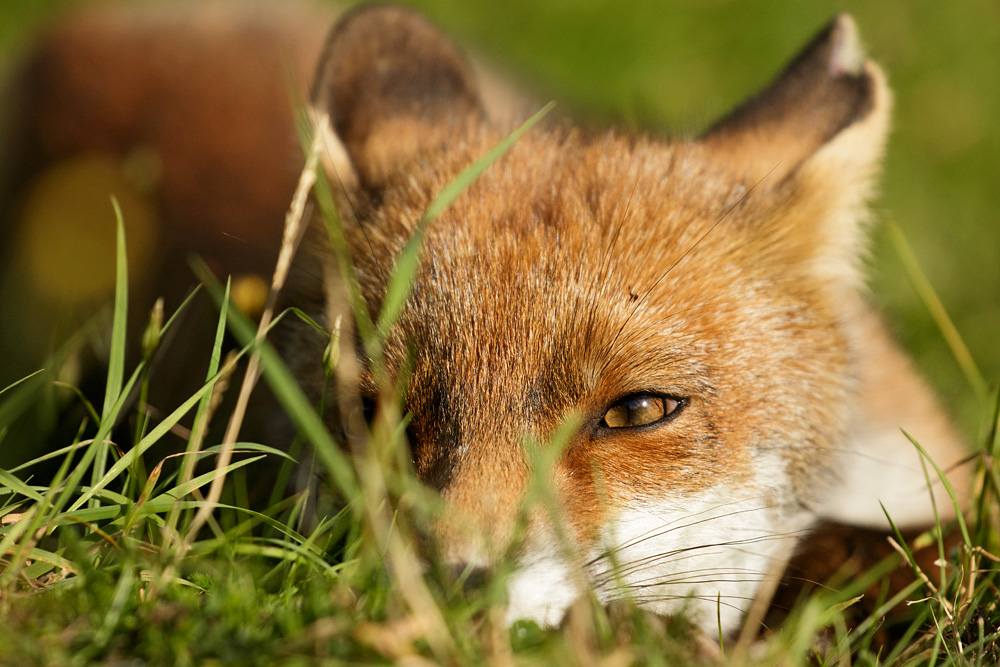 1808171808170588.jpg - Portrait of the Little Dog Fox