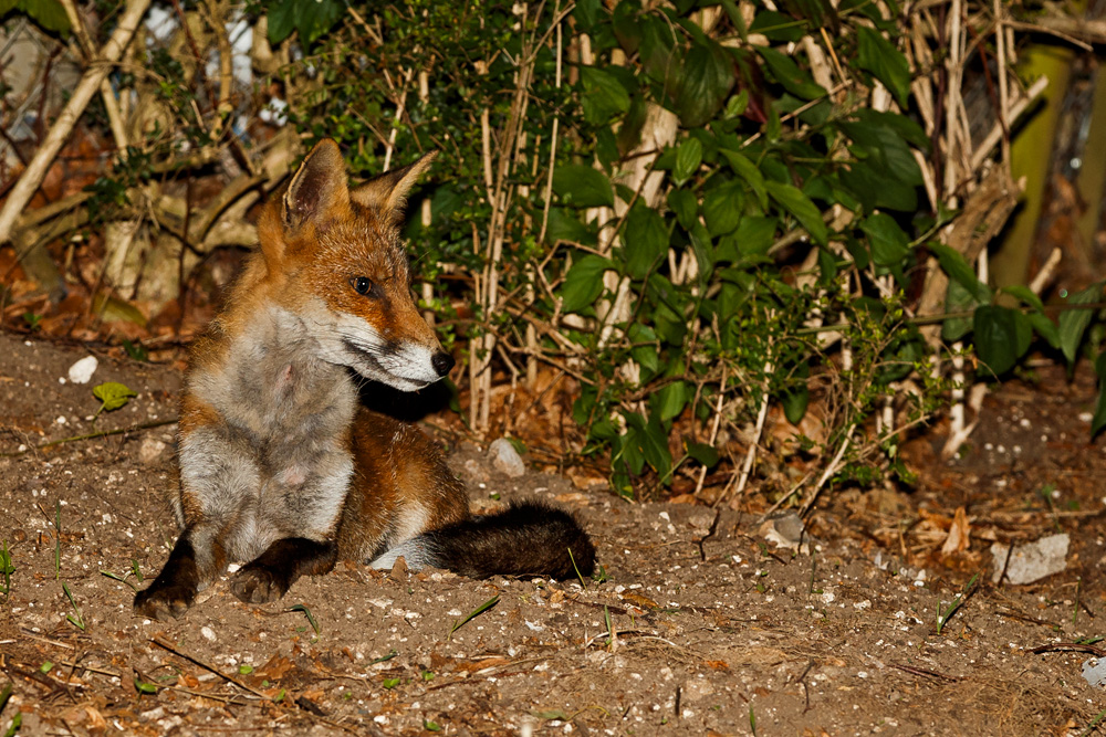 1808190908195084.jpg - Wolfy