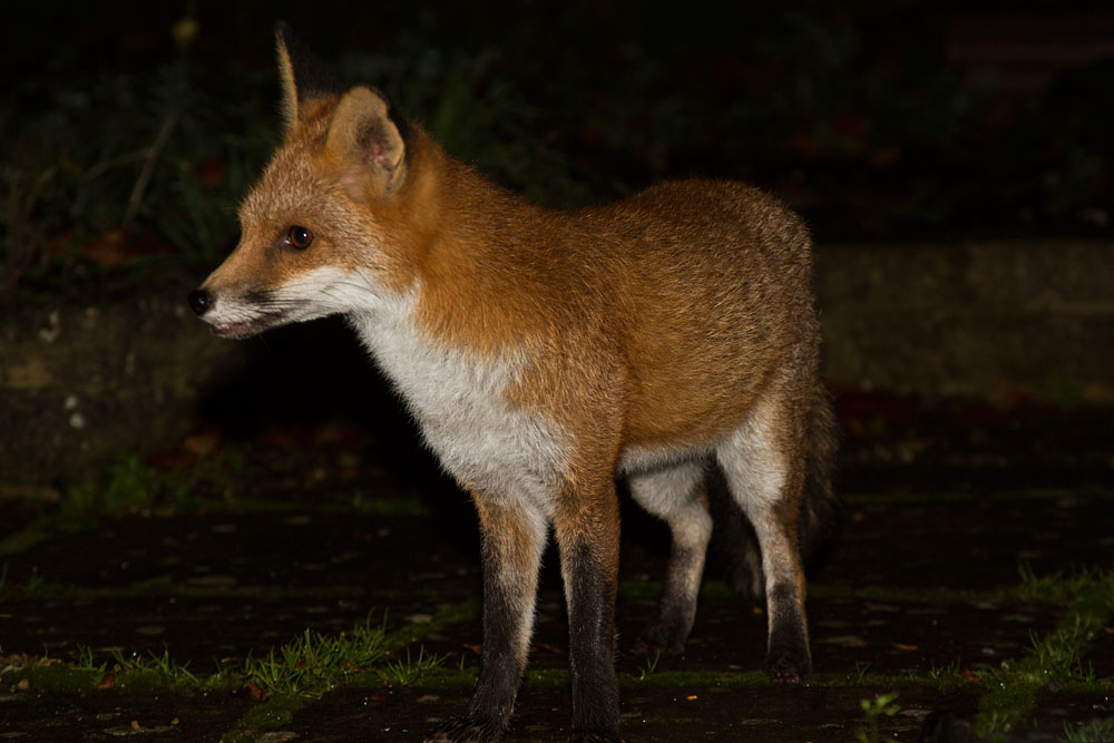1809142711130173.jpg - Fox standing on patio