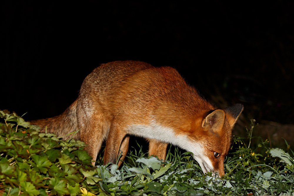 1810181810187230.jpg - Pretty scavenging